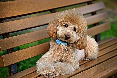 质量保证团队再次被裁 暴雪QA副总裁建议相关员工在家办公